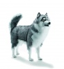 HANSA -  HUSKIE DOG Life Sz Gray (5045)