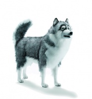 HANSA -  HUSKIE DOG Life Sz Gray (5045) - FREE SHIPPING!