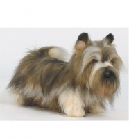 HANSA -  Skye Terrier (5769)