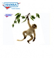 Spider Monkey (3934)