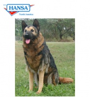 German Shepherd Sitting 24 inches (9502) - FREE SHIPPING!