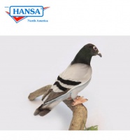 Hansa Pigeon (6299)