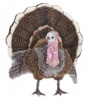 Turkey, Medium 20'' (4725)