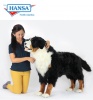 Bernese Mountain Dog Adult (Sennhund) (6849)