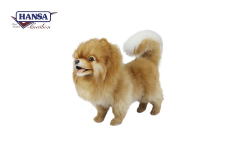 hansa pomeranian