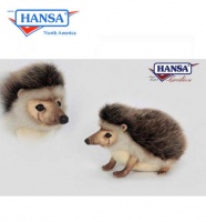 African Pygmy Hedgehog (6807)