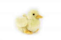 Duck Chick 6