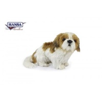 Shih Tzu Dog (7030)