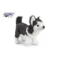 Husky Pup Standing (6970)
