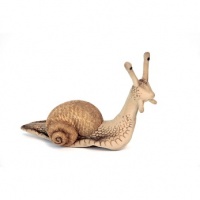 Snail 9