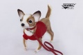 Chihuahua with Red Shirt 9.5" (7551)