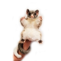 Brush Tailed Possum Hand Puppet 17.5