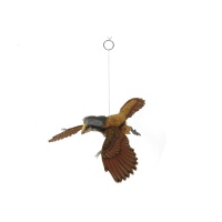 Archaeopteryx 14