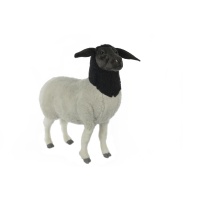 Sheep Suffolk Mama 28.8