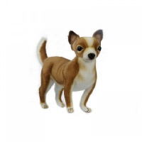 Chihuahua Brown & White 9