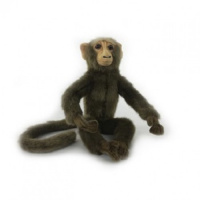Macaque Baby Monkey 8