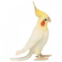 Cockatiel 9