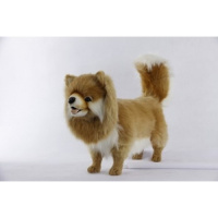 Pomeranian Dog Standing 25.5