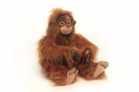 Orangutan Clapping (0538)