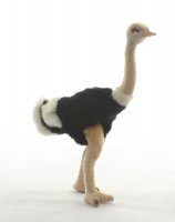 Ostrich 12