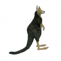 Kangaroo, Male 36