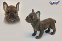 French Bulldog 10