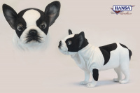 French Bulldog 19