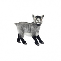 Goat Dwarf Grey 13.6