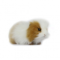 Guinea Pig Brown & White 8