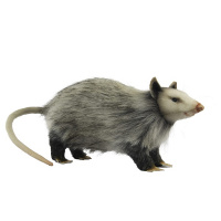 Opossum 12in (8041)