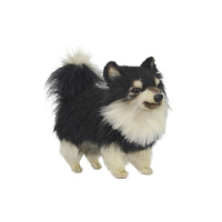 Pomeranian Dog (Black/White) 14