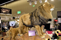 Hansatronics Lion Male Standing 47