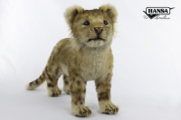 Lion Cub Standing 15.75