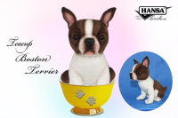 Boston Terrier Tea Cup 6