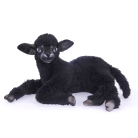 Lamb Black Laying 12.5