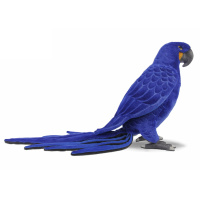 Hyacinth Macaw 26