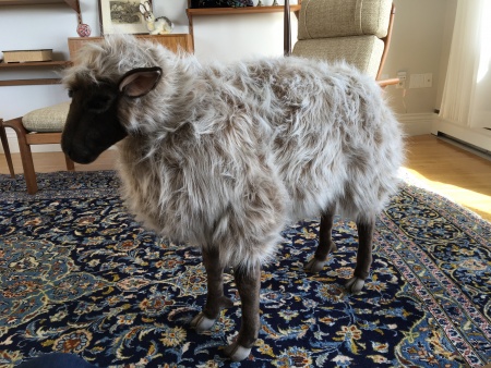 hansa sheep